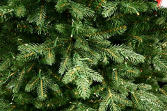 7.5' Ultra-Lit LED 3MM Warwick Spruce